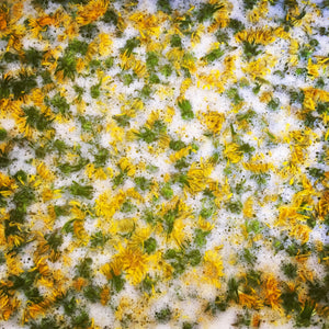 Honey hand soap with fresh foraged dandelion