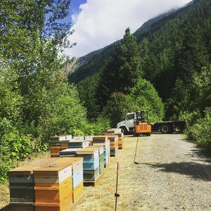 Moving bees to the mountain for fireweed
