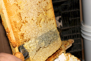 Raspberry Blossom honey