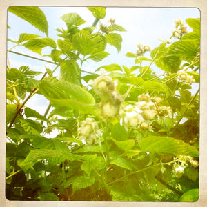 Raspberry Blossom honey