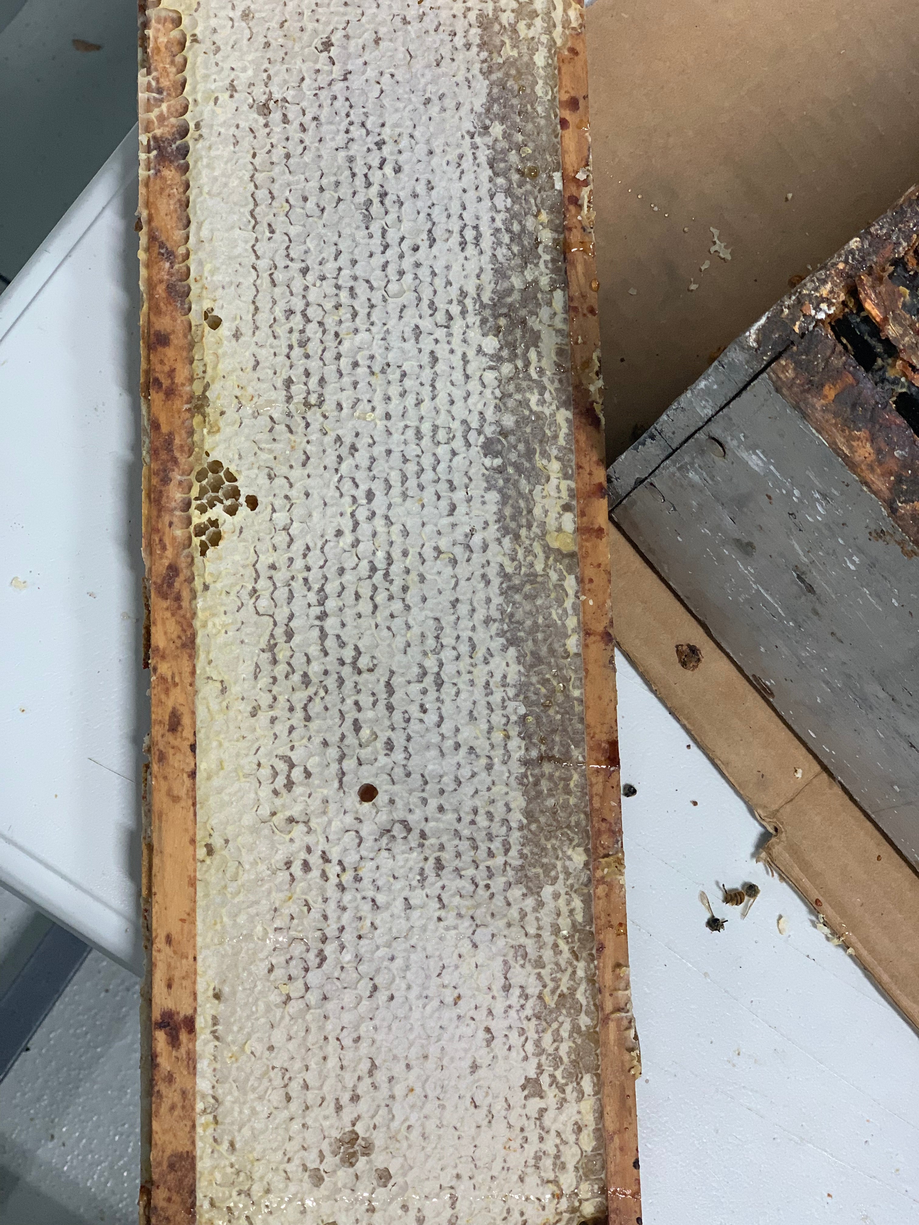 Beekeepers Reserve - Fresh Honeycomb!