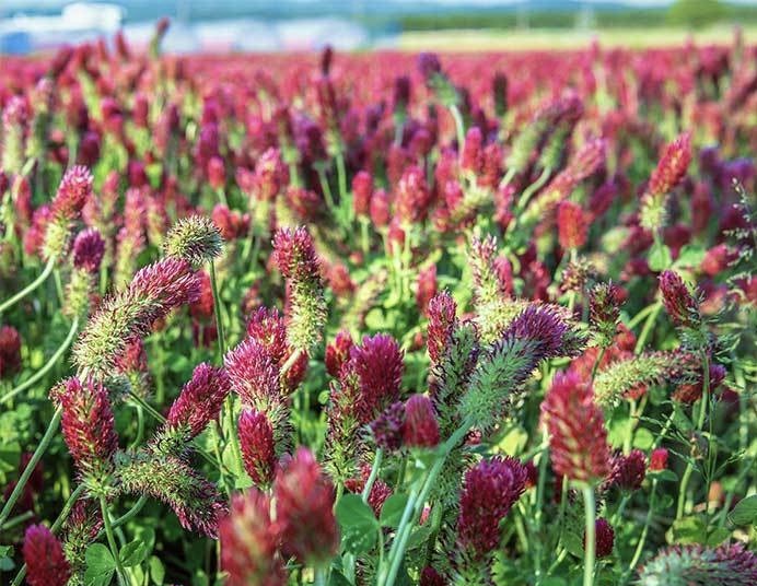 Crimson clover honey