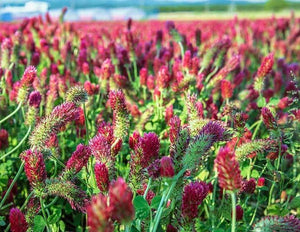 Crimson clover honey