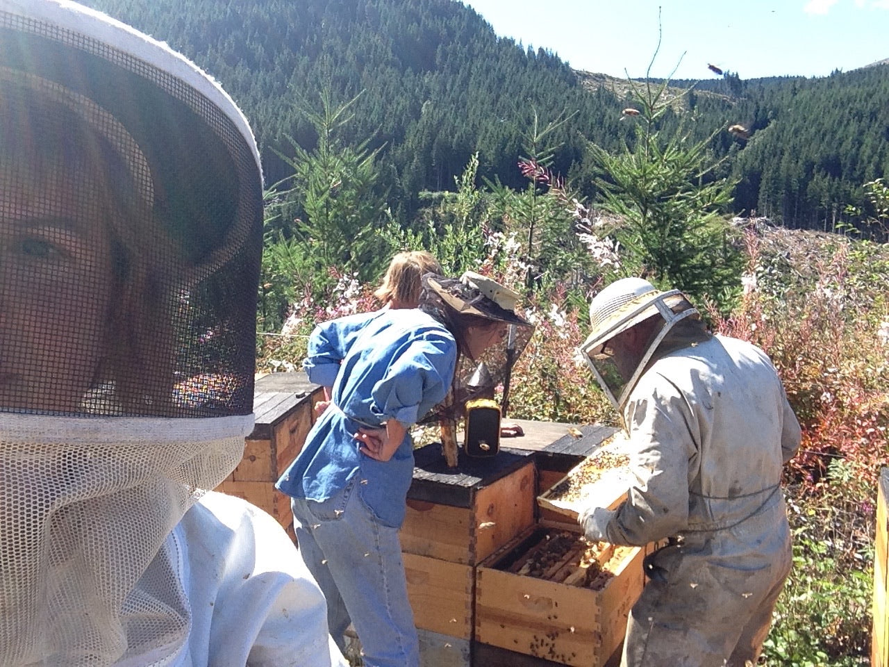 Mountain Fireweed Honey