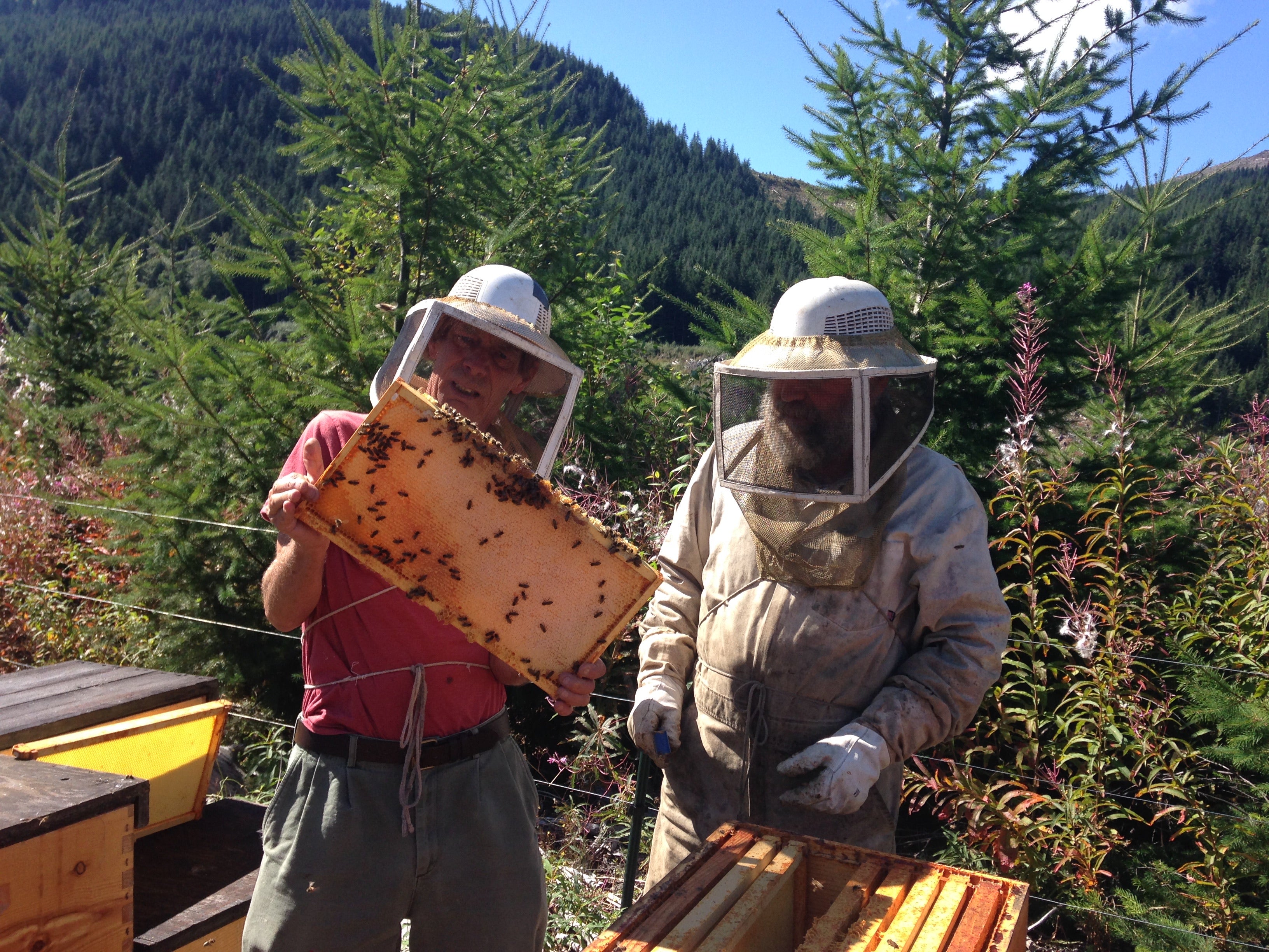 Mountain Fireweed Honey